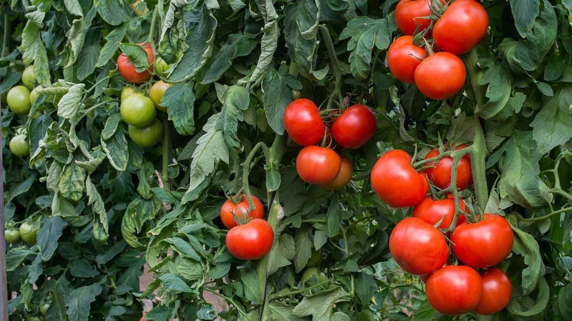 bea banner-home-tomate-1132x637